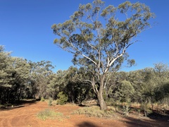 Eucalyptus cambageana