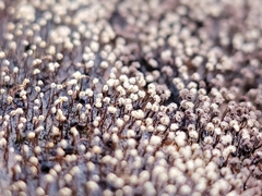 Physarum