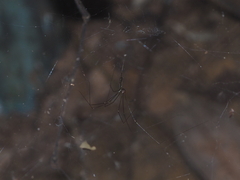 Pholcus gracillimus