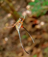 Macracantha arcuata