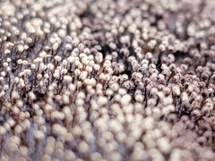 Physarum