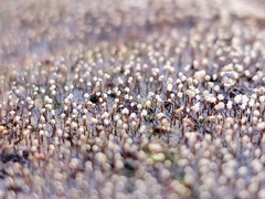 Physarum