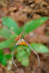Macracantha arcuata