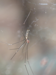 Pholcus gracillimus