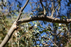 Himatione sanguinea