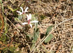 Pelargonium longifolium