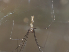 Pholcus gracillimus