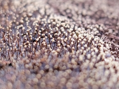 Physarum
