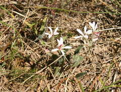 Pelargonium longifolium