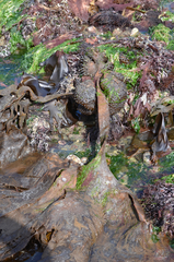 Saccorhiza polyschides