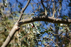 Himatione sanguinea
