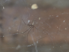 Pholcus gracillimus