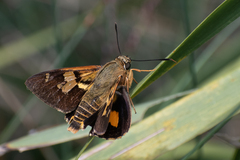 Trapezites symmomus