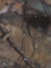 Pholcus gracillimus