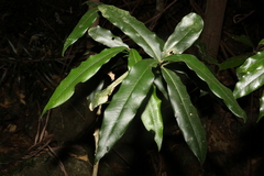 Syzygium ingens