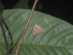 Simplicia robustalis