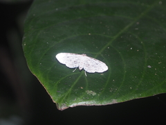 Epaena