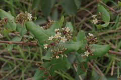 Psorospermum