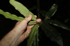 Syzygium ingens