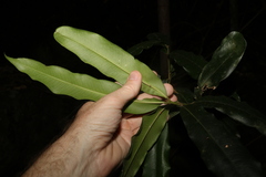 Syzygium ingens