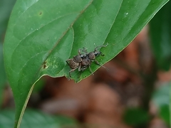 Metapocyrtus adspersus