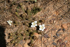Roella ciliata