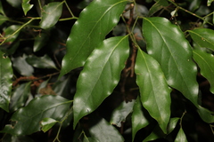 Cryptocarya erythroxylon
