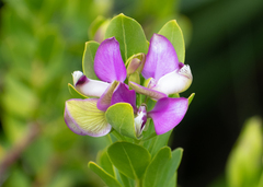 Polygala myrtifolia