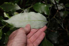Cryptocarya erythroxylon