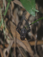 Heteropoda tetrica
