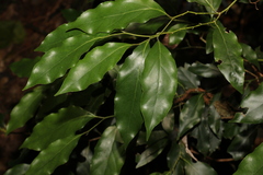 Cryptocarya erythroxylon