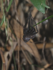 Heteropoda tetrica