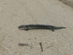 Tiliqua nigrolutea