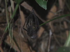 Heteropoda tetrica