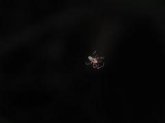 Eriovixia