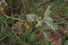 Solanum