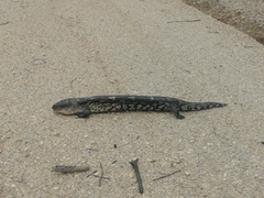 Tiliqua nigrolutea
