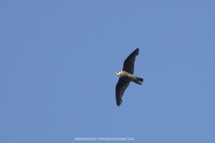 Falco peregrinus brookei