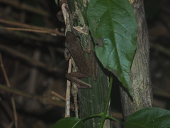 Indosylvirana nicobariensis