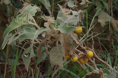 Solanum