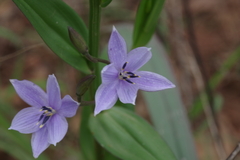 Walleria mackenziei