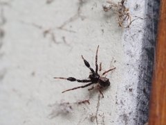 Stephanopis barbipes