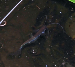 Silurichthys indragiriensis