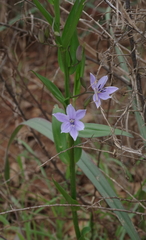 Walleria mackenziei