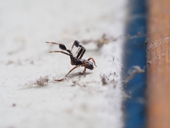 Stephanopis barbipes