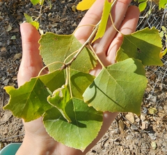 Populus fremontii