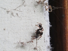 Stephanopis barbipes