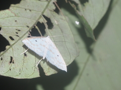 Derambila lumenaria