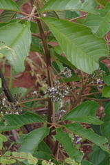 Vitex