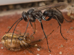 Agenioideus sericeus